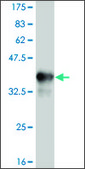 ANTI-TLR9 antibody produced in mouse clone 2C3, purified immunoglobulin, buffered aqueous solution