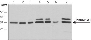 Anti-hnRNP-A1 antibody, Mouse monoclonal clone 9H10, purified from hybridoma cell culture