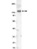 Anti-NR1 Antibody, CT Upstate&#174;, from mouse