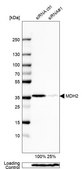 Anti-MDH2 antibody produced in rabbit Prestige Antibodies&#174; Powered by Atlas Antibodies, affinity isolated antibody, buffered aqueous glycerol solution
