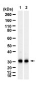 Anti-BNIP3L Antibody, clone 2N10-H2 ZooMAb&#174; Rabbit Monoclonal recombinant, expressed in HEK 293 cells