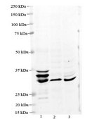 Anti-MPST antibody produced in rabbit affinity isolated antibody
