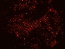 Porphyromonas gingivalis FISH probe - Cy3 Probe for fluorescence in situ hybridization (FISH),20 &#956;M in water