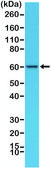 Anti-AMPK alpha-1antibody, Rabbit Monoclonal recombinant, expressed in HEK 293 cells, clone RM301, purified immunoglobulin