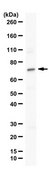 Anti-Nurr1 (NR4A2) from rabbit, purified by affinity chromatography