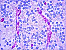 IgG1 Antibody, Mouse 1.95&#160;mg/mL, Chemicon&#174;