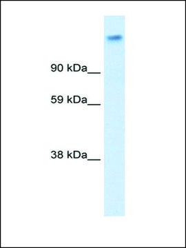 Anti-CACNA2D1 antibody produced in rabbit affinity isolated antibody
