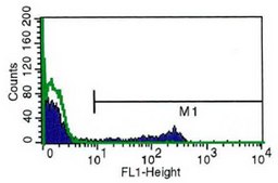 Monoclonal Anti-CD8 antibody produced in mouse clone UCHT-4, purified immunoglobulin, buffered aqueous solution