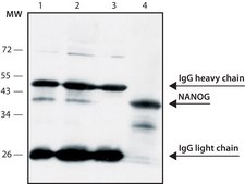 Anti-Nanog antibody, Mouse monoclonal clone NNG-811, purified from hybridoma cell culture