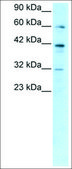 Anti-E2F4 antibody produced in rabbit affinity isolated antibody