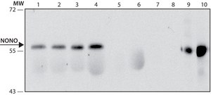 Anti-NONO (C-terminal) antibody produced in rabbit ~1.0&#160;mg/mL, affinity isolated antibody, buffered aqueous solution