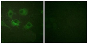 Anti-Claudin 3 antibody produced in rabbit affinity isolated antibody