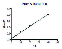 PDE4A4B active human recombinant, expressed in baculovirus infected Sf9 cells, ≥40% (SDS-PAGE)