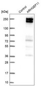 Anti-ARHGEF11 antibody produced in rabbit Prestige Antibodies&#174; Powered by Atlas Antibodies, affinity isolated antibody, buffered aqueous glycerol solution