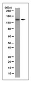 Anti-Vinculin Antibody, clone VIIF9 (7F9), Ascites Free clone VIIF9 (7F9), from mouse