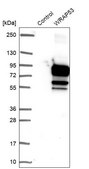 Anti-WRAP53 antibody produced in rabbit Prestige Antibodies&#174; Powered by Atlas Antibodies, affinity isolated antibody, buffered aqueous glycerol solution