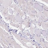 Anti-CD40 antibody produced in rabbit Prestige Antibodies&#174; Powered by Atlas Antibodies, affinity isolated antibody, buffered aqueous glycerol solution