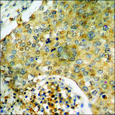 Anti-phospho-Tau (pSer396) antibody produced in rabbit affinity isolated antibody