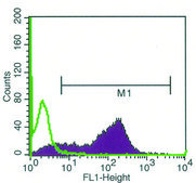 Monoclonal Anti-polyHistidine antibody produced in mouse clone HIS-1, purified immunoglobulin