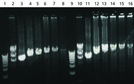 JumpStart™ REDAccuTaq® LA DNA Polymerase Long and accurate hot-start Taq with inert dye, 10X buffer included