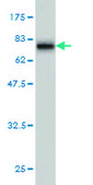 Monoclonal Anti-MKNK1 antibody produced in mouse clone 3E1, purified immunoglobulin, buffered aqueous solution