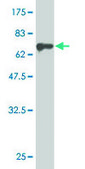 Monoclonal Anti-MAP2K5 antibody produced in mouse clone M1-E6, purified immunoglobulin, buffered aqueous solution