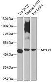 Anti-MYCN antibody produced in rabbit