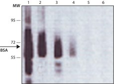 Anti-Bovine Albumin antibody produced in rabbit affinity isolated antibody
