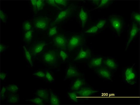 ANTI-MAPK3 antibody produced in mouse clone 1E2, purified immunoglobulin, buffered aqueous solution