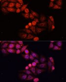 Anti-GSK3B antibody produced in rabbit