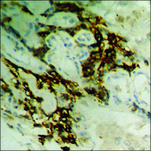 Anti-phospho-Retinoblastoma (pSer811) antibody produced in rabbit affinity isolated antibody