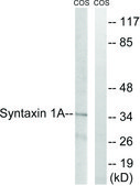 Anti-Syntaxin 1A, N-Terminal antibody produced in rabbit affinity isolated antibody