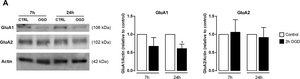 Anti-Glutamate Receptor 2 Antibody, extracellular, clone 6C4 clone 6C4, Chemicon&#174;, from mouse