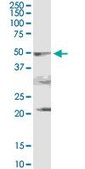 Anti-PDHA2 antibody produced in rabbit purified immunoglobulin, buffered aqueous solution
