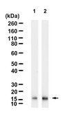 Anti-Ac-Histone H3(Lys27) Antibody, clone 1H7 ZooMAb&#174; Rabbit Monoclonal recombinant, expressed in HEK 293 cells