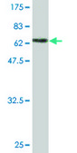 Monoclonal Anti-PEPD antibody produced in mouse clone 1D5-H3, purified immunoglobulin, buffered aqueous solution