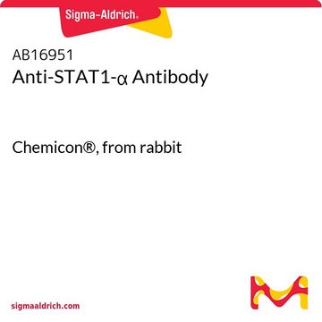 Anti-STAT1-&#945; Antibody Chemicon&#174;, from rabbit