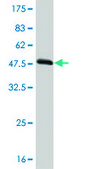 Monoclonal Anti-TAZ antibody produced in mouse clone 2B3, purified immunoglobulin, buffered aqueous solution