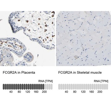 Anti-FCGR2A antibody produced in rabbit Prestige Antibodies&#174; Powered by Atlas Antibodies, affinity isolated antibody, buffered aqueous glycerol solution