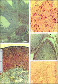 Monoclonal Anti-Phosphotyrosine antibody produced in mouse clone PT-66, ascites fluid