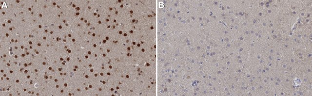 Anti-Tbr2 Antibody from chicken, purified by affinity chromatography