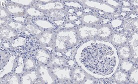 Anti-Myosin-9/MYH9 Antibody, clone 3O13 ZooMAb&#174; Rabbit Monoclonal recombinant, expressed in HEK 293 cells