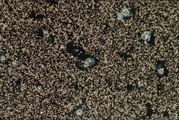 Anti-Integrin &#945;2 Antibody, clone P1E6 clone P1E6, Chemicon&#174;, from mouse