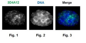 Anti-phospho RNA Pol II (Ser7), clone 3D4A12 Antibody clone 3D4A12, 1&#160;mg/mL, from rat