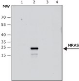 Anti-NRAS (C-terminal) antibody produced in rabbit IgG fraction of antiserum