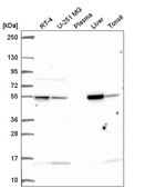 Anti-GLUD1 antibody produced in rabbit Prestige Antibodies&#174; Powered by Atlas Antibodies, affinity isolated antibody