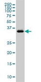 Monoclonal Anti-GRAP2 antibody produced in mouse clone 1G12, purified immunoglobulin, buffered aqueous solution