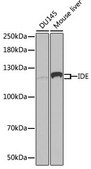 Anti-IDE antibody produced in rabbit