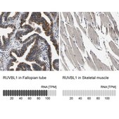 Anti-RUVBL1 antibody produced in rabbit Prestige Antibodies&#174; Powered by Atlas Antibodies, affinity isolated antibody, buffered aqueous glycerol solution, Ab2