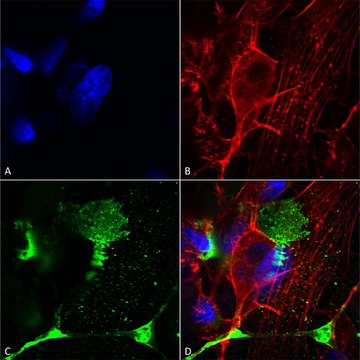 Monoclonal Anti-Tarp Gamma2/4/8 (Stargazin) - Atto 488 antibody produced in mouse clone S245-36, purified immunoglobulin
